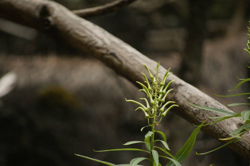 Niihau Lobelia photo 6