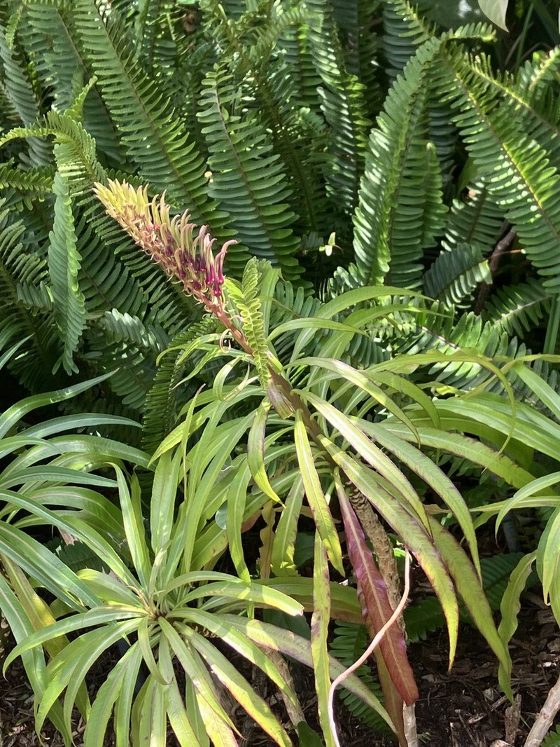 Niihau Lobelia photo 7