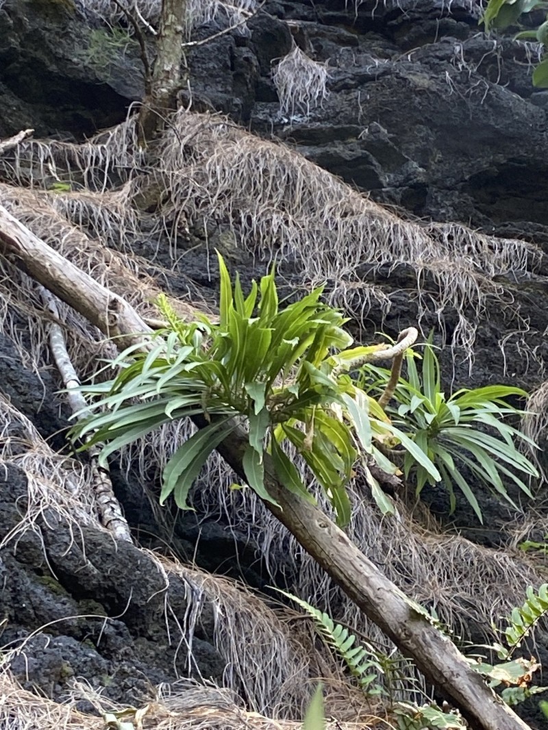 Niihau Lobelia photo 8