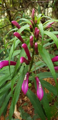 Lobelia nubicola