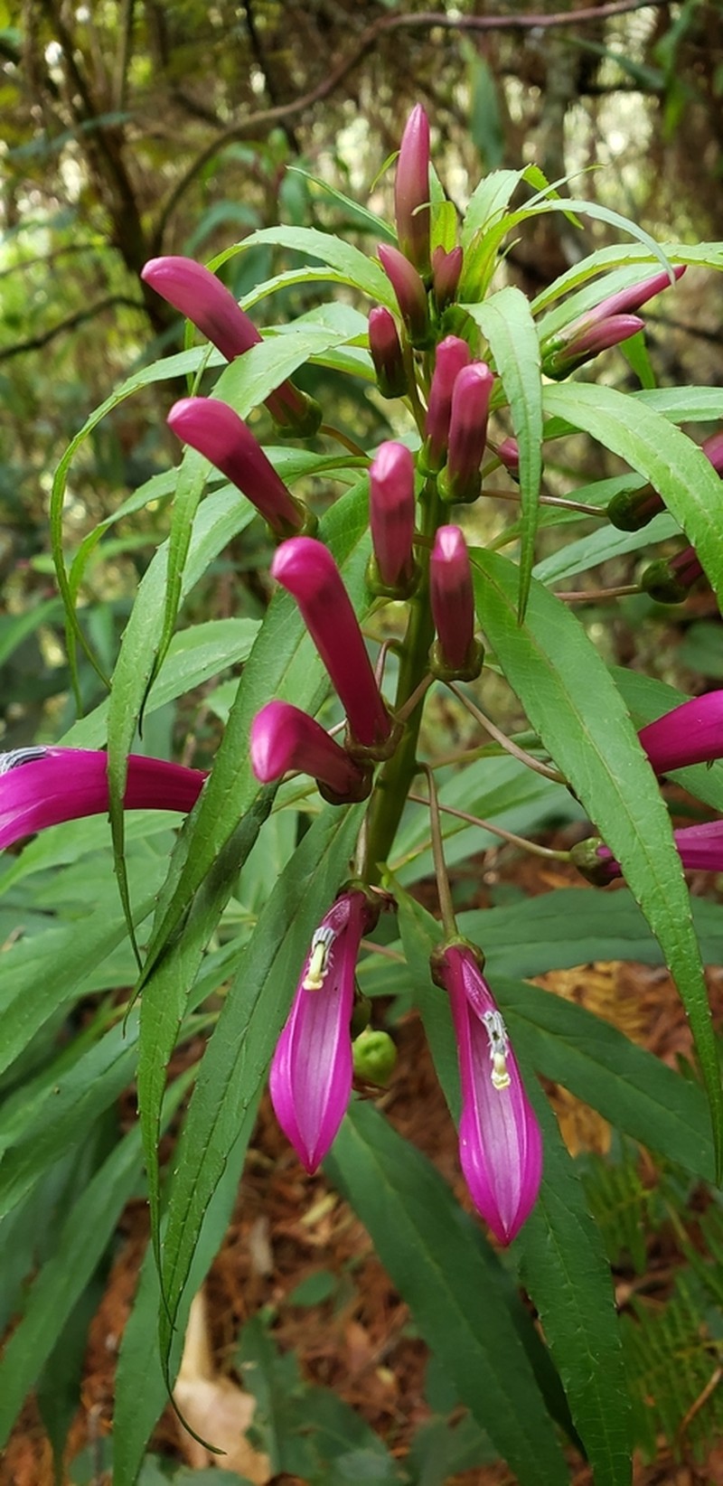 Lobelia nubicola