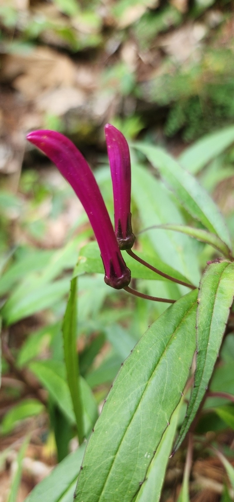 Lobelia nubicola photo 2