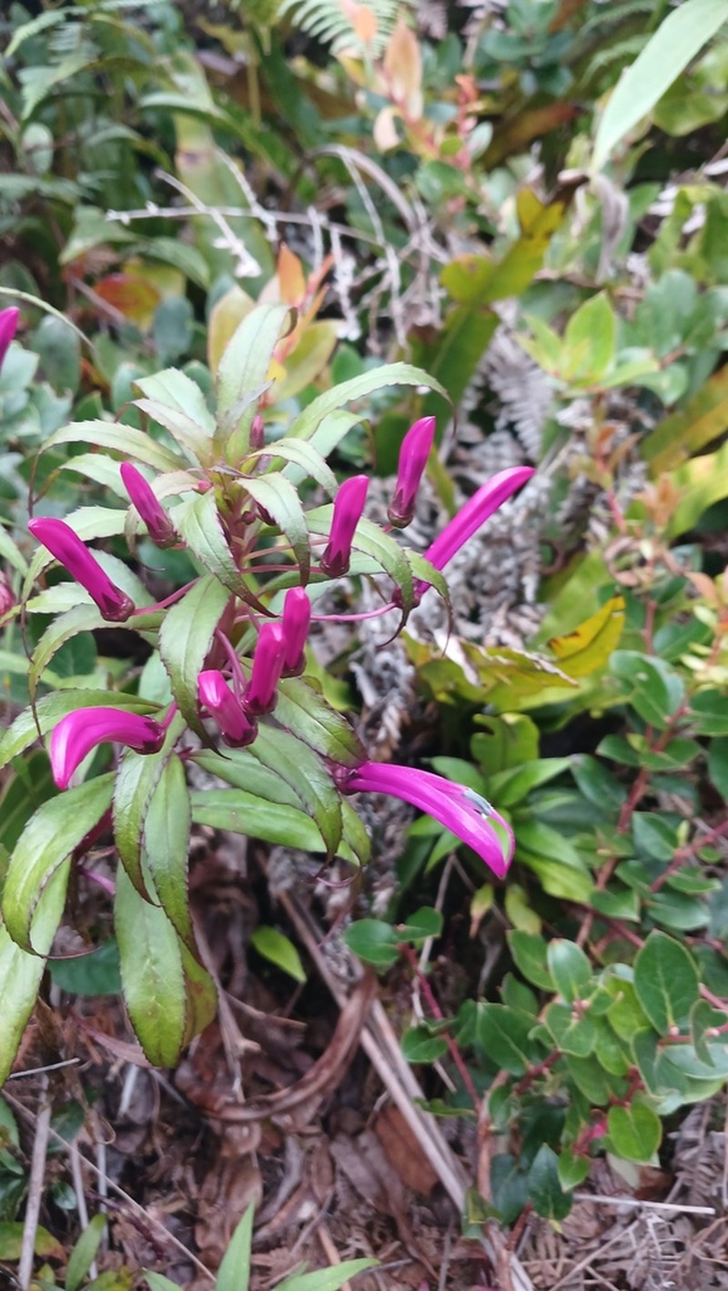 Lobelia nubicola photo 3