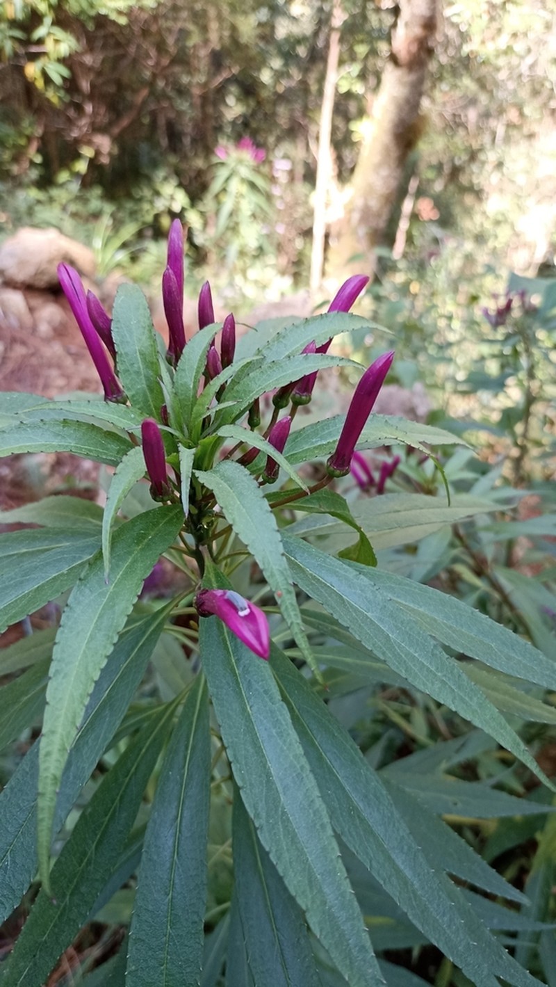 Lobelia nubicola photo 4