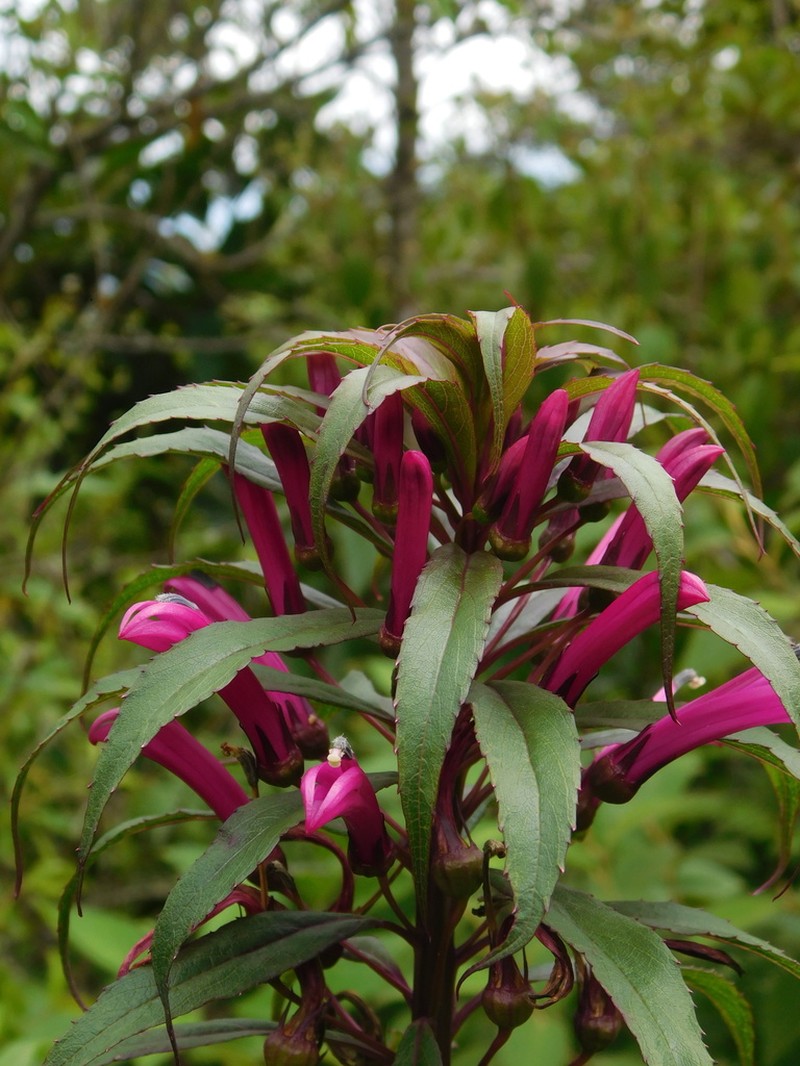 Lobelia nubicola photo 5