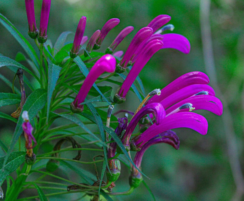 Lobelia nubicola photo 6