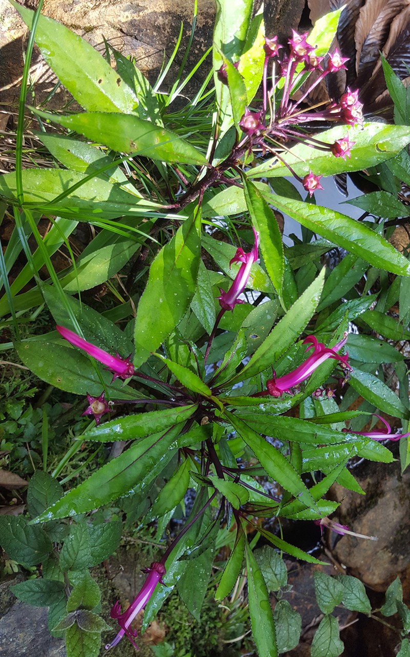 Lobelia nubicola photo 8