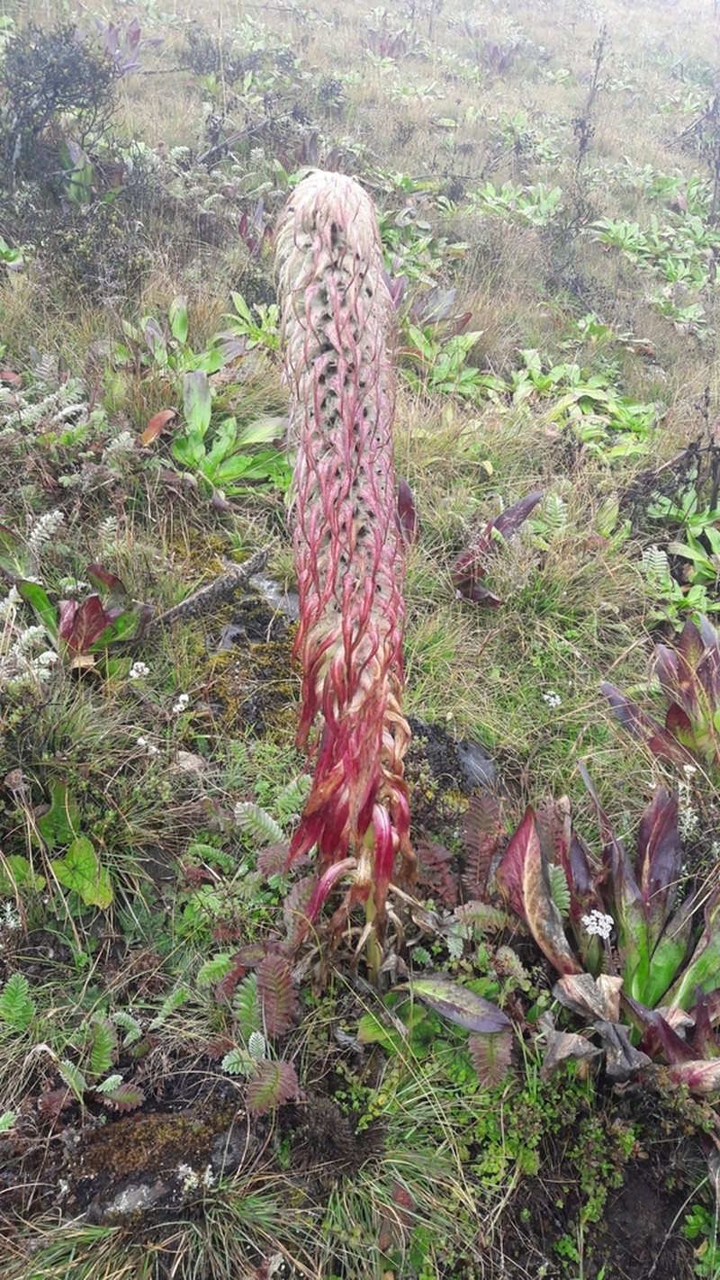 Lobelia nubigena photo 2