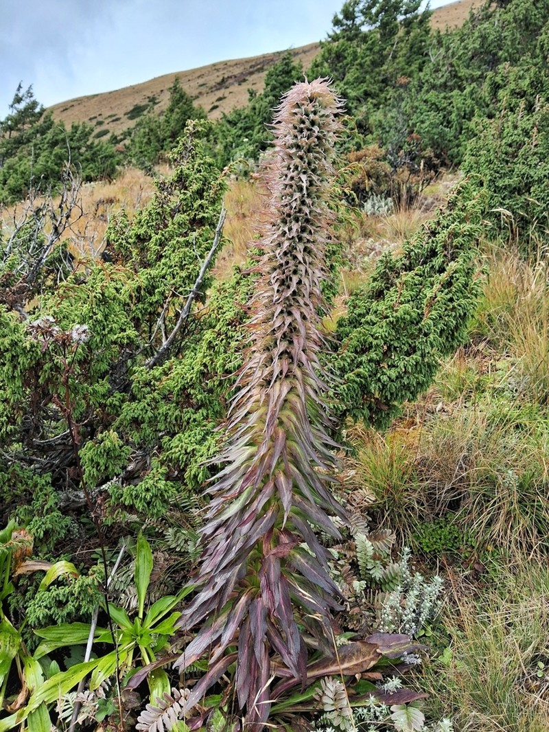 Lobelia nubigena photo 3