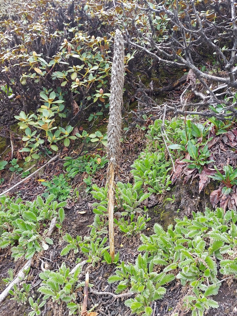 Lobelia nubigena photo 5