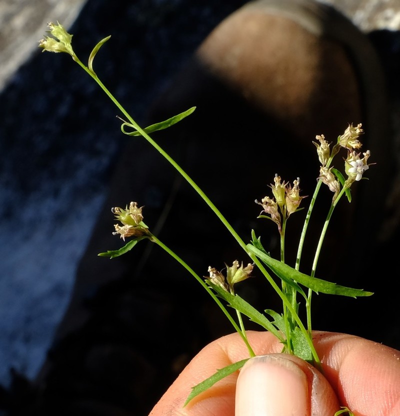 Lobelia nugax