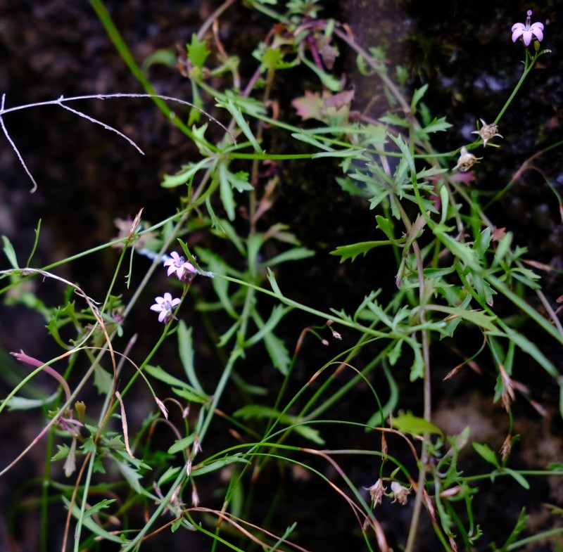 Lobelia nugax photo 3