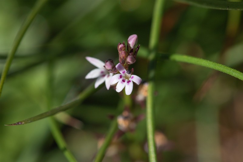 Lobelia nugax photo 4