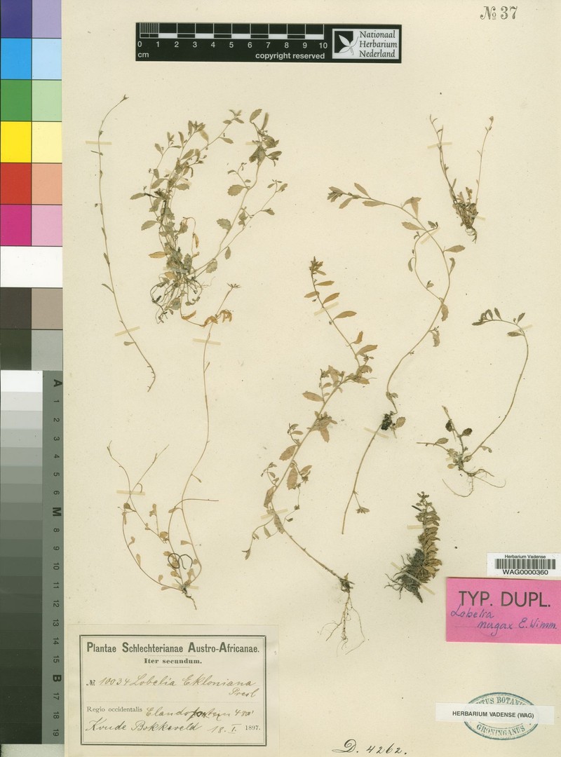 Lobelia nugax photo 6