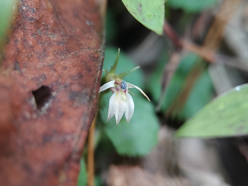 Lobelia nummularia