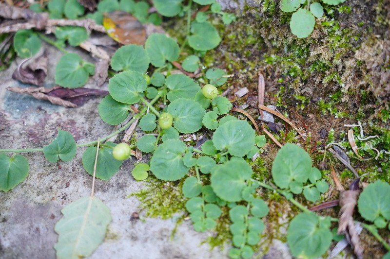 Lobelia nummularia photo 2