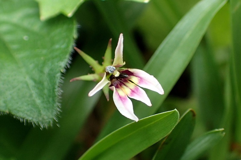 Lobelia nummularia photo 3