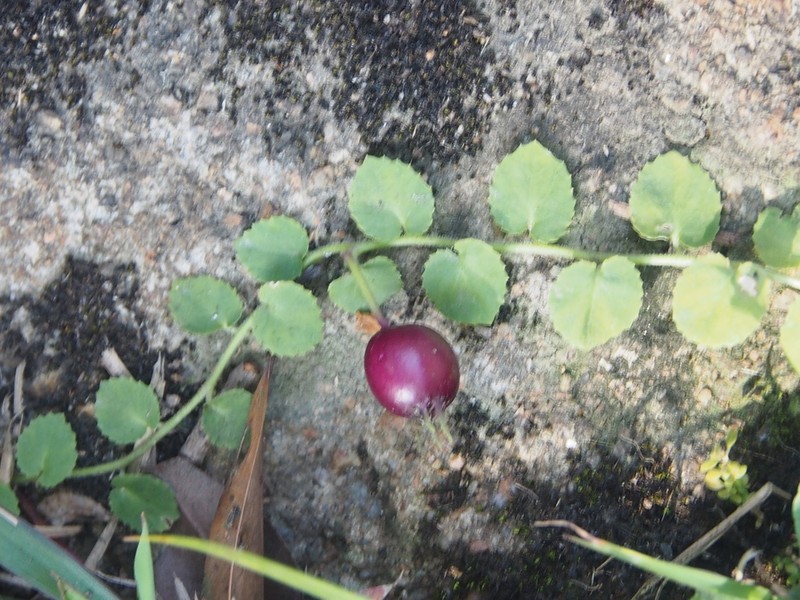 Lobelia nummularia photo 5