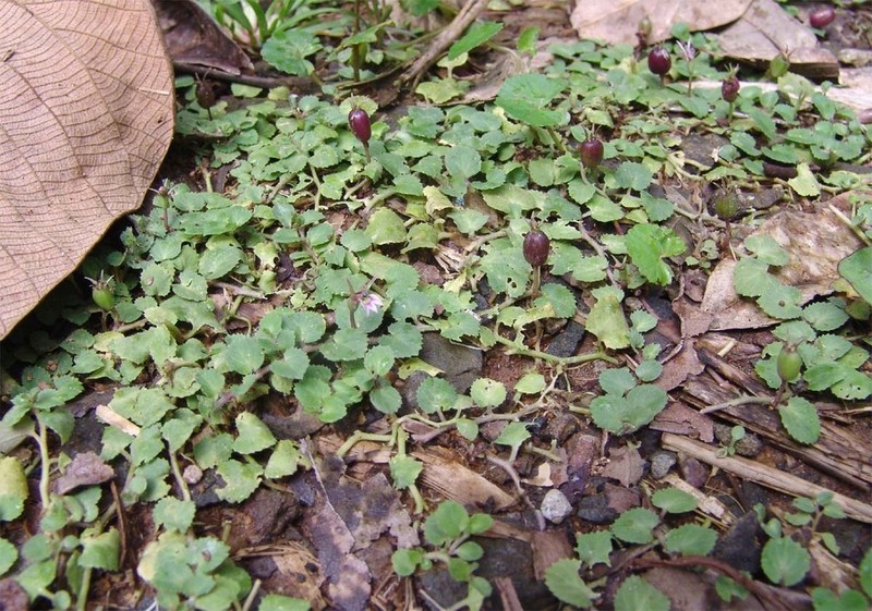 Lobelia nummularia photo 6