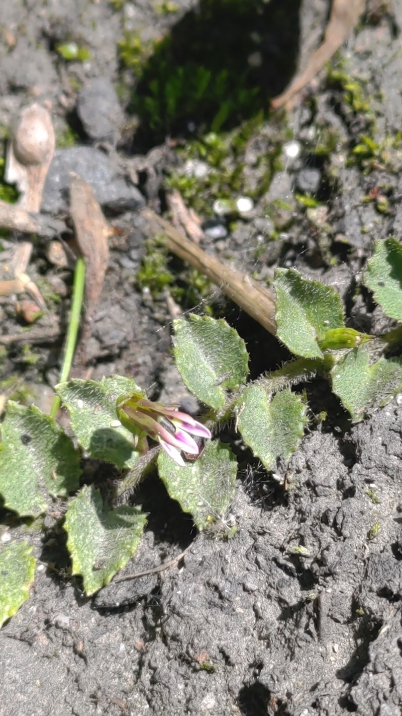 Lobelia nummularia photo 8