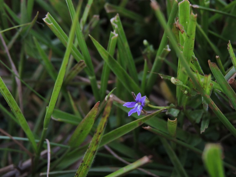 Lobelia nummularioides