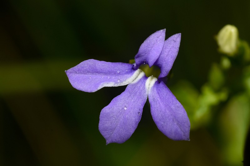 Lobelia nummularioides photo 2