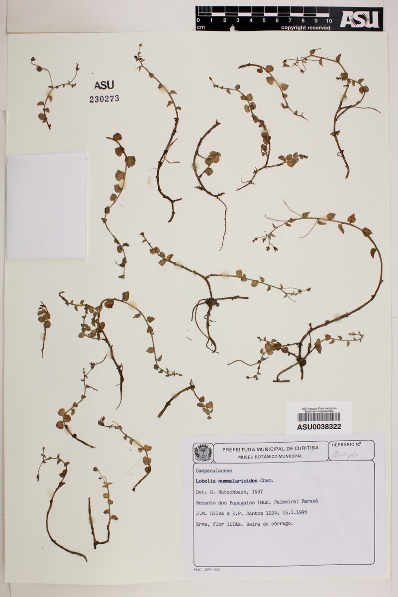 Lobelia nummularioides photo 5
