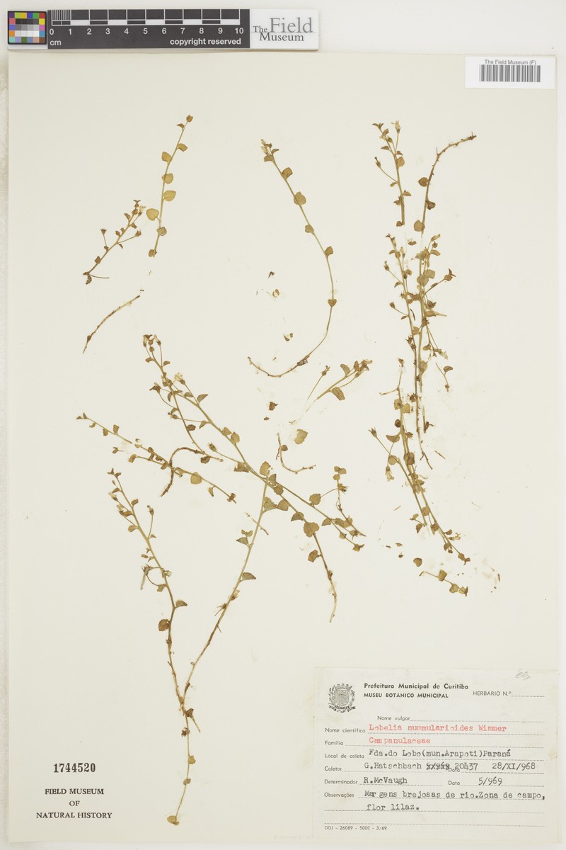 Lobelia nummularioides photo 6