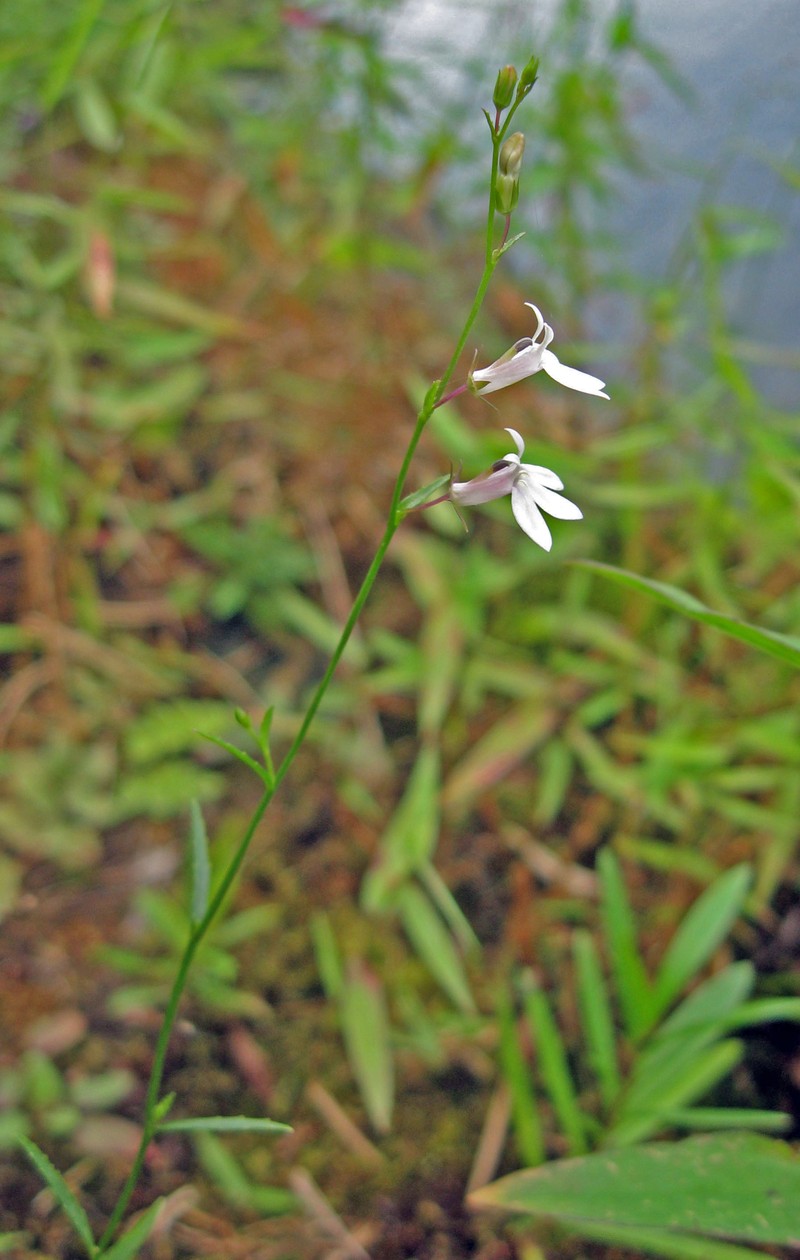 Nuttall's Lobelia