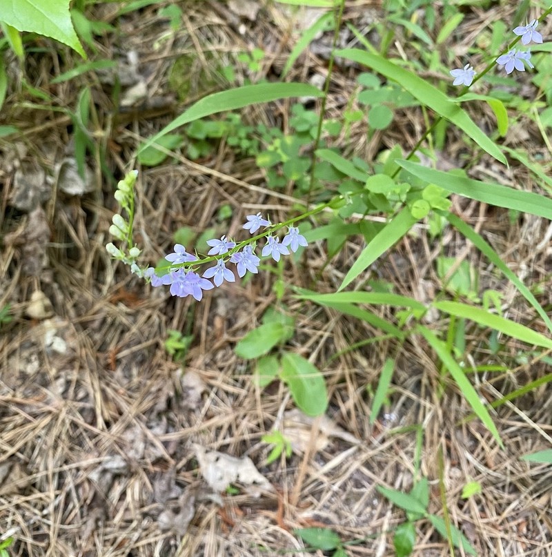 Nuttall's Lobelia photo 2