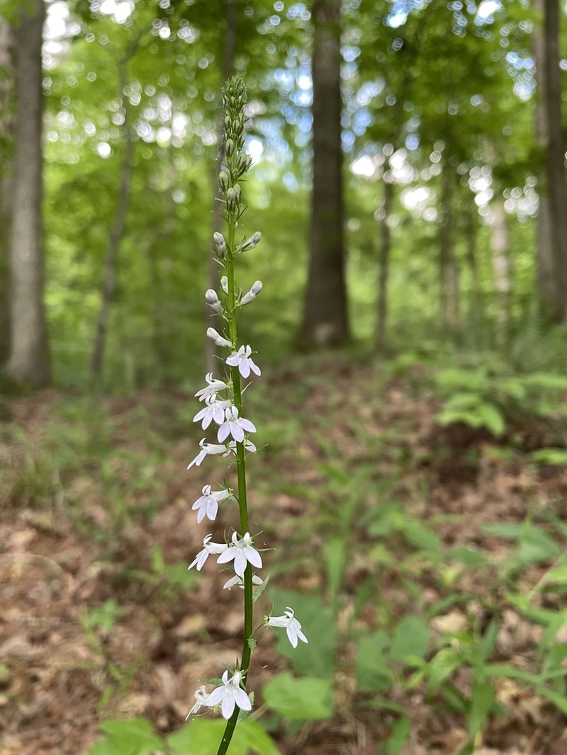 Nuttall's Lobelia photo 3