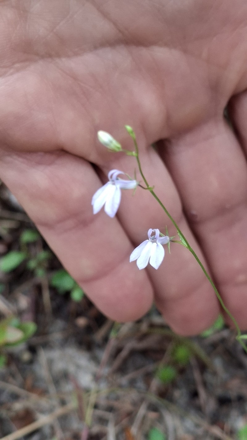 Nuttall's Lobelia photo 4