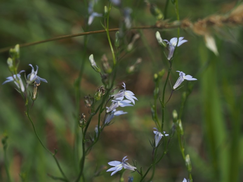 Nuttall's Lobelia photo 5