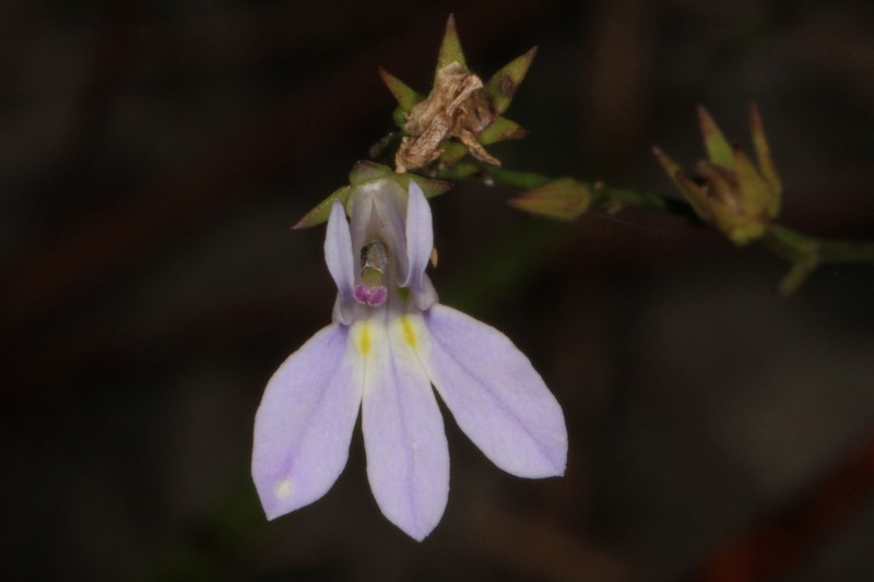 Nuttall's Lobelia photo 7