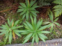 Oahu Lobelia