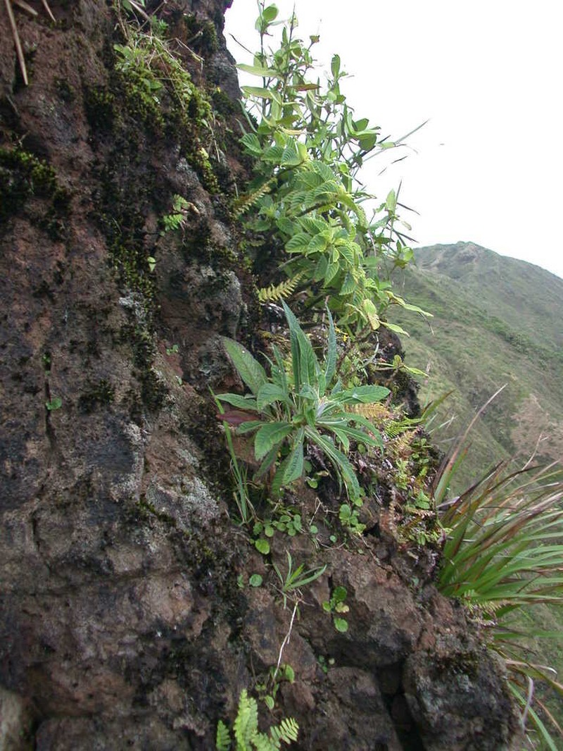 Oahu Lobelia photo 3