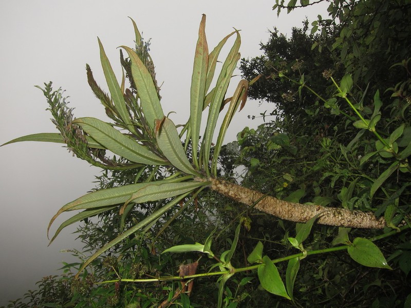 Oahu Lobelia photo 4