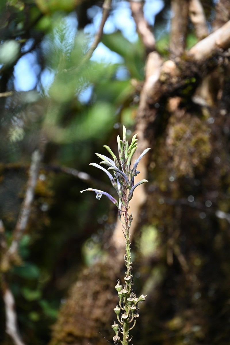 Oahu Lobelia photo 5