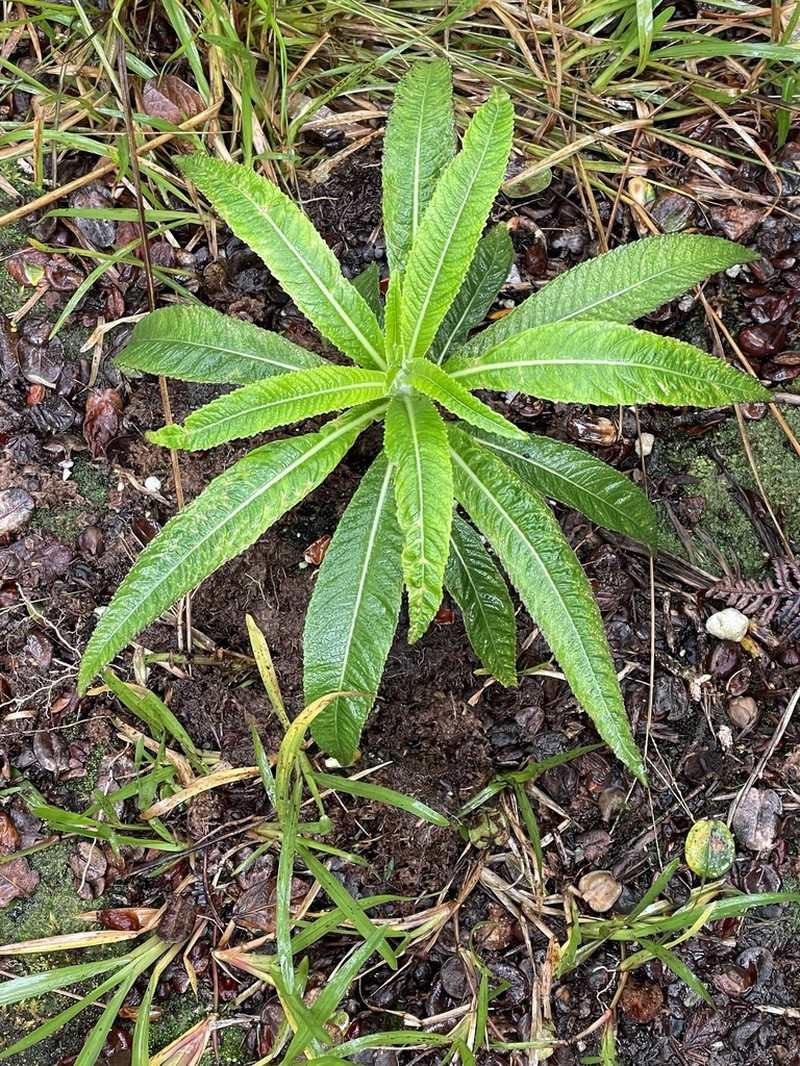 Oahu Lobelia photo 7