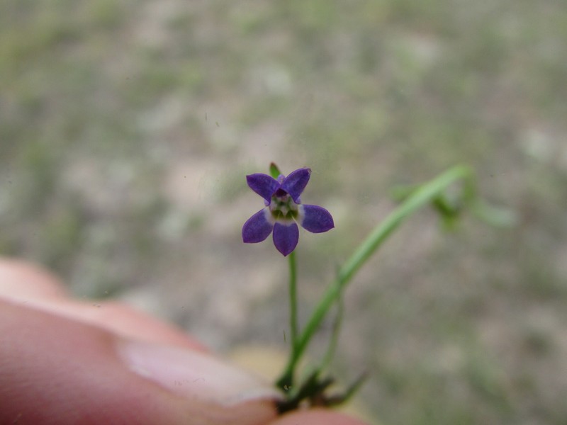 Lobelia oaxacana photo 2