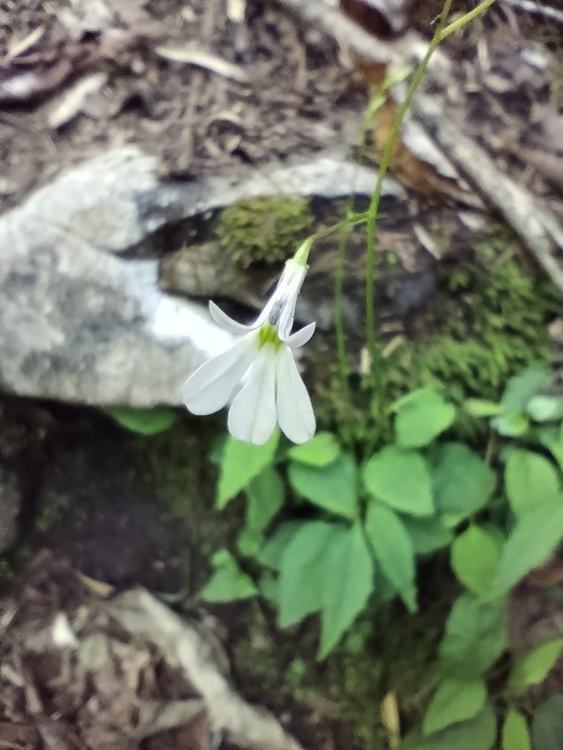 Lobelia obconica photo 2