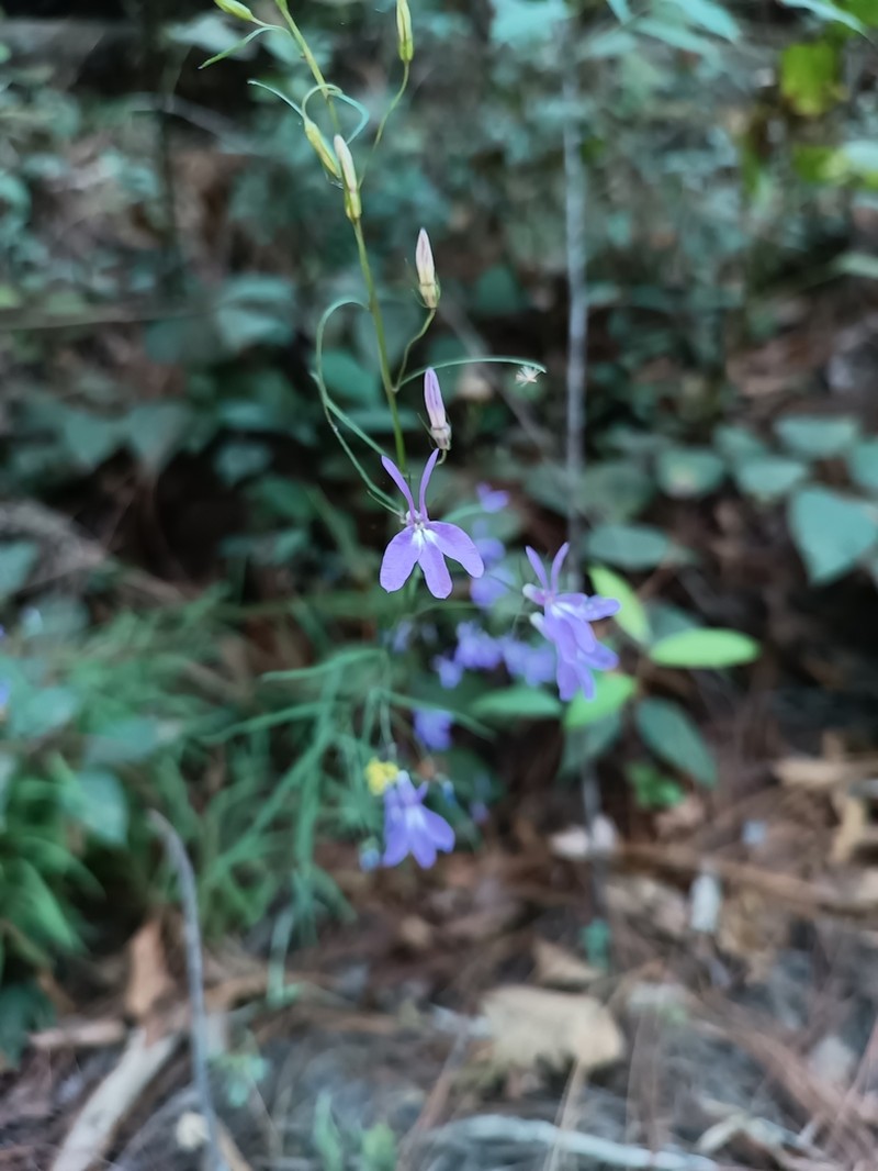Lobelia occidentalis photo 3