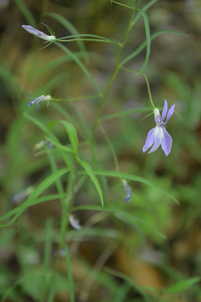 Lobelia occidentalis photo 4