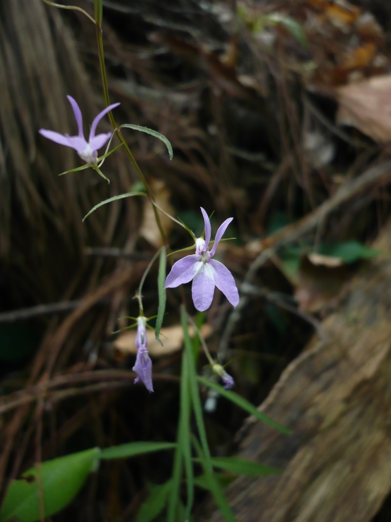 Lobelia occidentalis photo 6