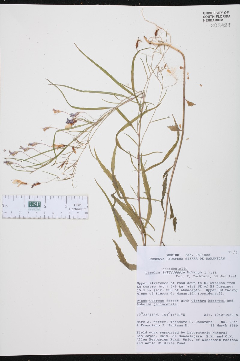Lobelia occidentalis photo 7