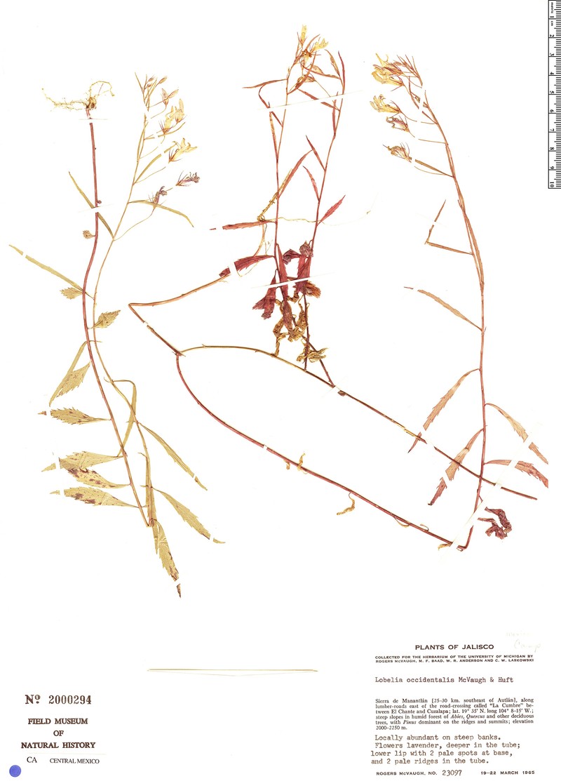 Lobelia occidentalis photo 8