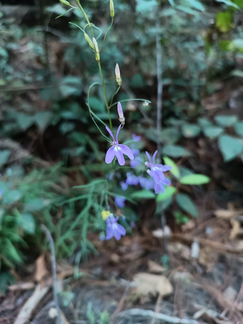 Lobelia occidentalis