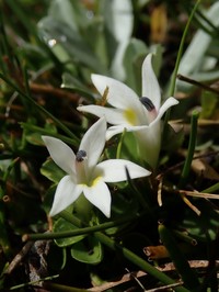 Lobelia oligophylla