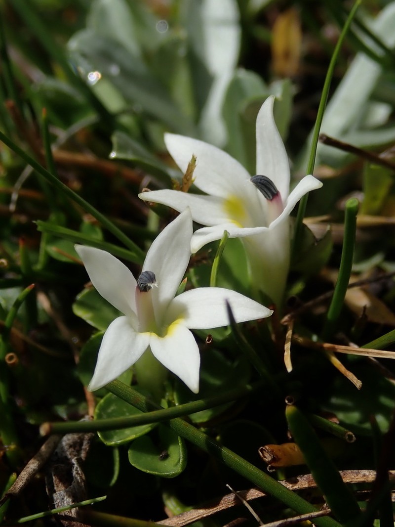 Lobelia oligophylla