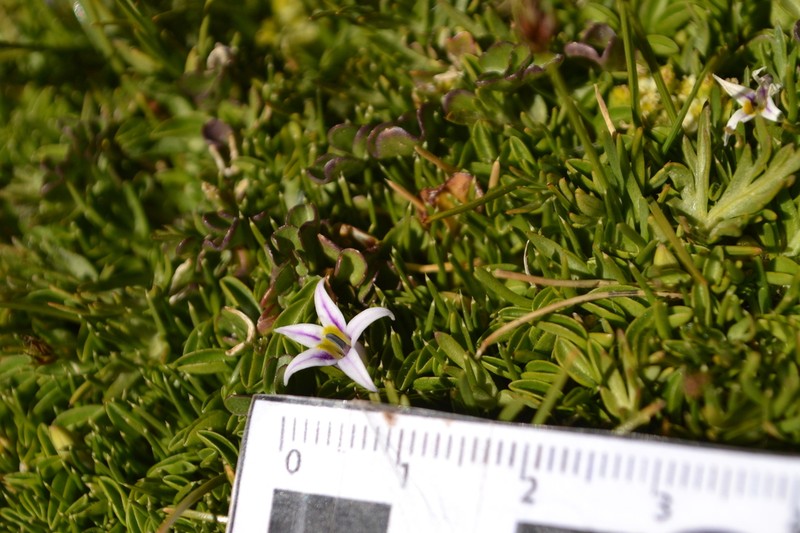 Lobelia oligophylla photo 2